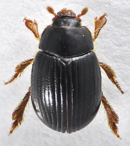 Réf. 125 002 : Trachyscelis aphodioides