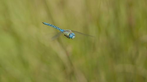 Aeshna affinis