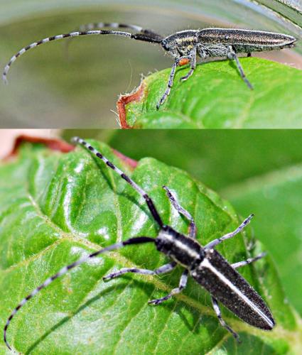 Agapanthia suturalis