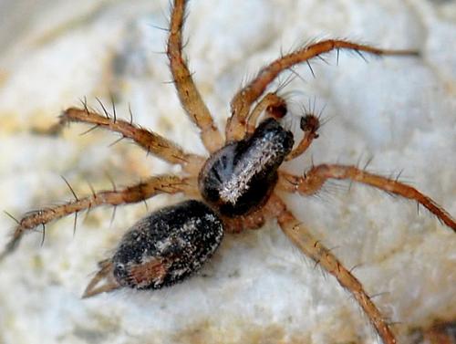 Réf. 125 578 : Textrix rubrofoliata