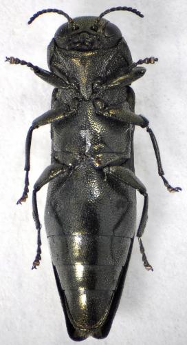 Réf. 125 933 : Agrilus betuleti