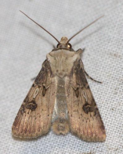 Réf. 125 163 : Agrotis puta