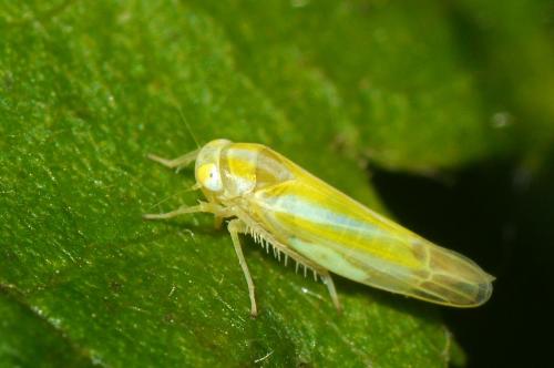 Réf. 125 072 : Alebra coryli