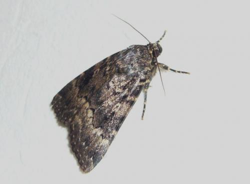 Réf. 125 603 : Amphipyra sp.