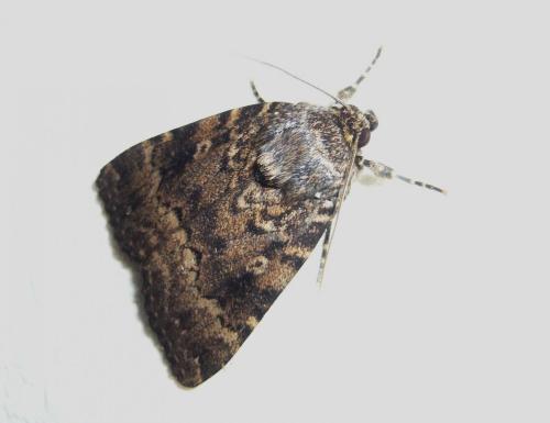 Réf. 125 605 : Amphipyra berbera