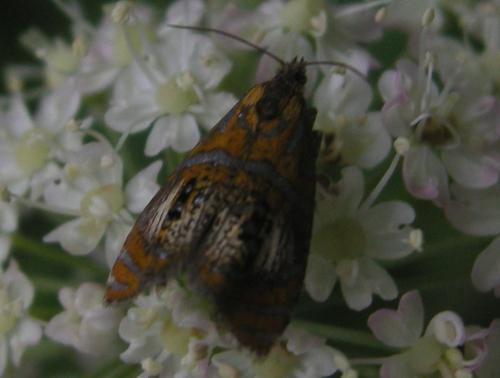 Olethreutes arcuella