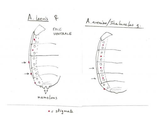 [Aneurus avenius] Punaises. Aneurinae_stigma