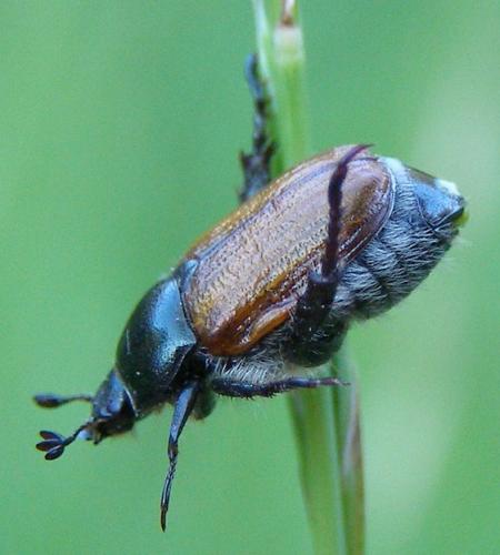 Anisoplia remota