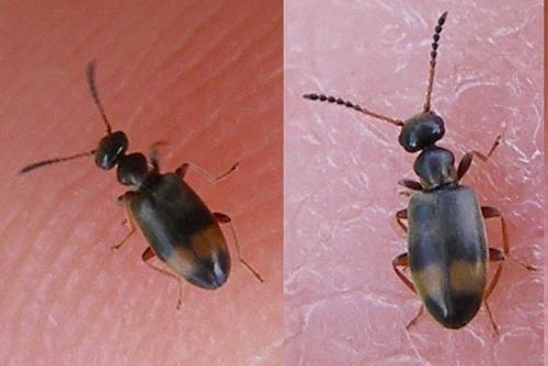 Réf. 125 625 : Microhoria fasciata