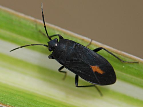 Réf. 125 481 : Aphanus rolandri
