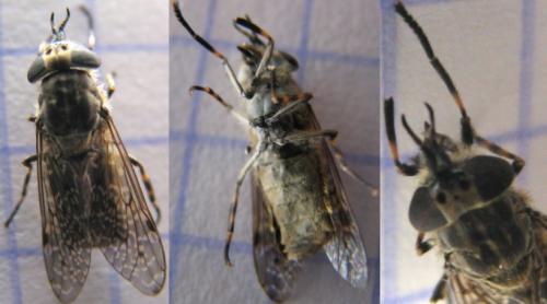 Haematopota pluvialis