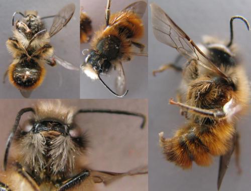 Réf. 125 844 : Osmia bicornis