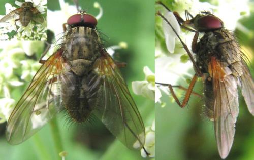 Phaonia angelicae