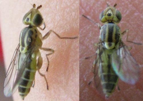 Réf. 125 860 : Meromyza sp.