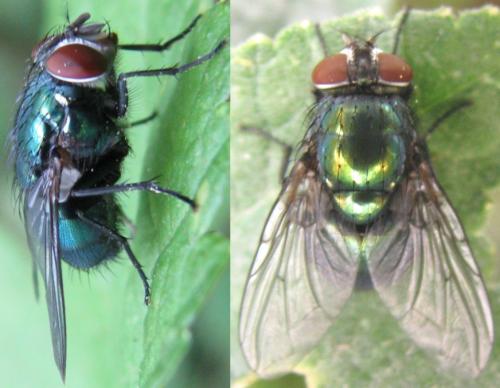 Lucilia sp.