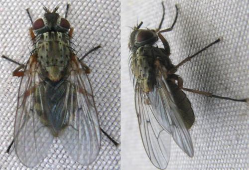 Phaonia tuguriorum
