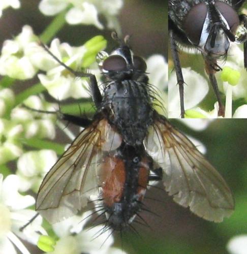 Réf. 125 980 : Eriothrix rufomaculata