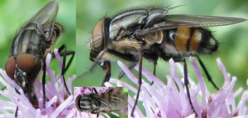 Stomorhina lunata