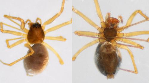 Bathyphantes gracilis