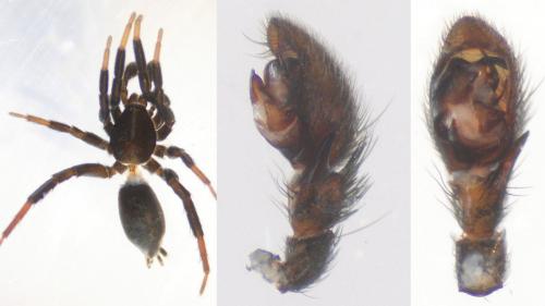 Réf. 125 476 : Drassyllus pusillus