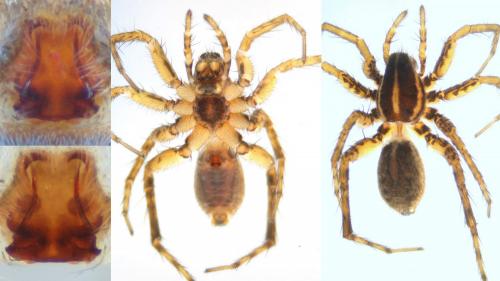 Pardosa monticola