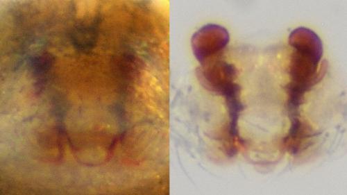 Bathyphantes gracilis