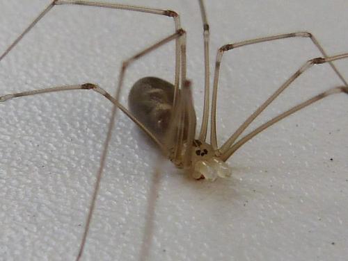 Réf. 125 308 : Pholcus phalangioides