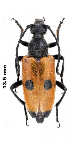 Réf. 125 006 : Stictoleptura tesserula