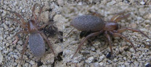 Réf. 125 746 : Gnaphosa alacris