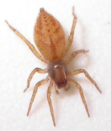 Réf. 125 409 : Clubiona comta
