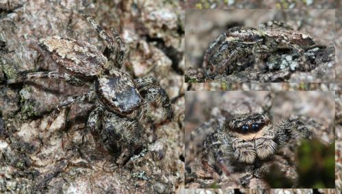 Marpissa muscosa