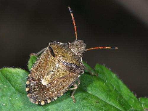 Réf. 125 549 : Peribalus strictus vernalis