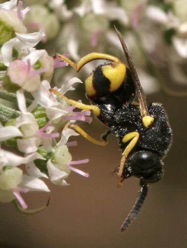 Brachymeria sp.
