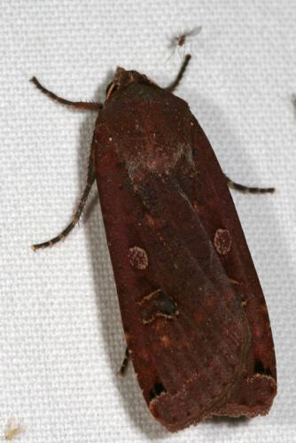 Noctua pronuba