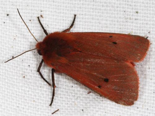 Réf. 125 688 : Phragmatobia fuliginosa