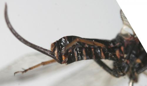 Phaeostigma notatum