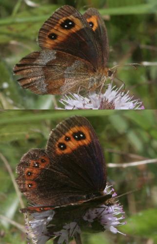 Erebia aethiops