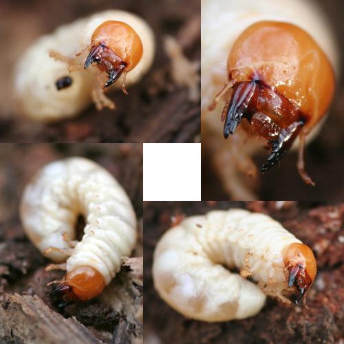 Dorcus parallelipipedus
