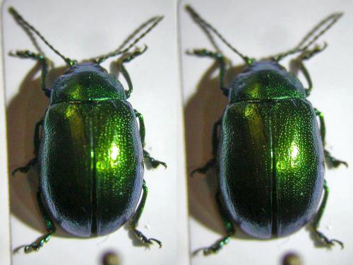 Chrysolina sp.