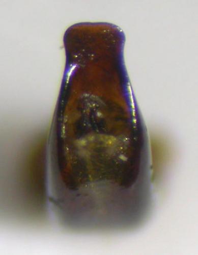 Chrysolina herbacea