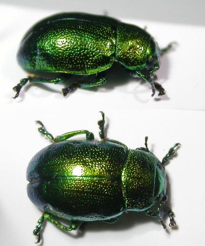 Chrysolina herbacea