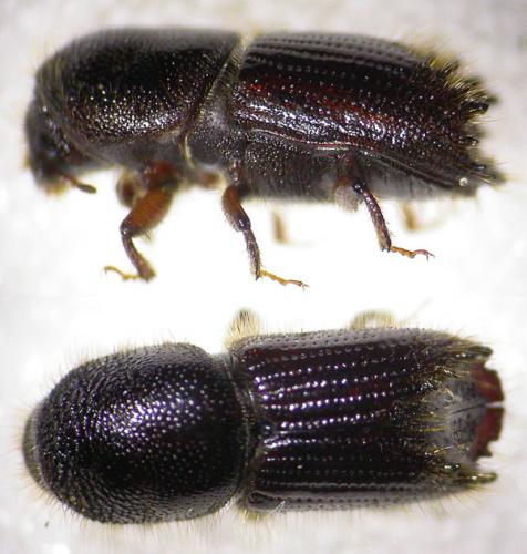 Ips sexdentatus