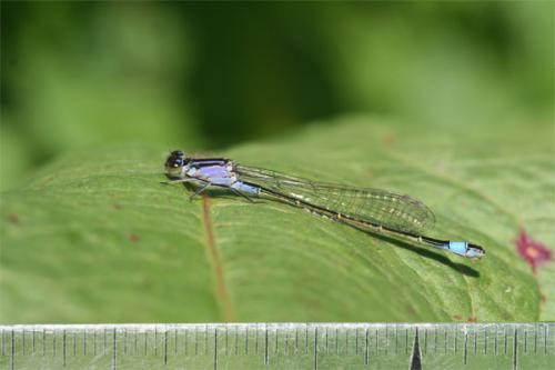 Ischnura elegans