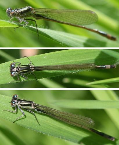 Ischnura elegans
