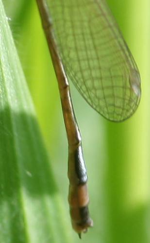 Ischnura elegans