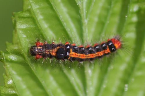 Euproctis similis