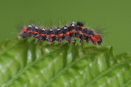 Euproctis similis