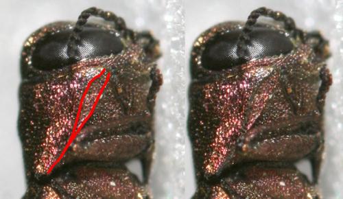 Réf. 125 402 : Agrilus ribesi
