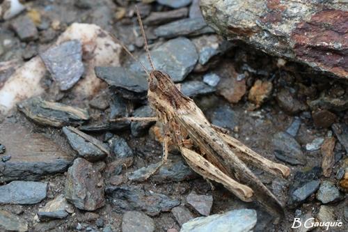 Chorthippus sp.