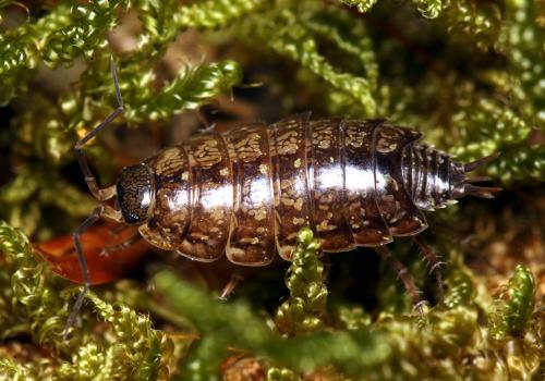 Réf. 125 493 : Philoscia affinis